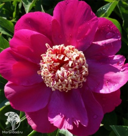 Фото Пион молочноцветковый Баррингтон Белль