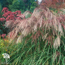  Мискантус китайский Фламинго