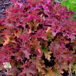 Гейхера Зиппер