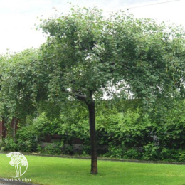 Тополь дрожащий Пендула на штамбе