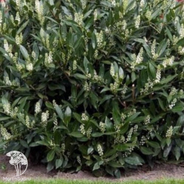 Лавровишня Отто Лукен