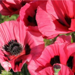 Мак восточный Вотермелон