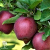 Яблоня скороплодная Джеромини фото 2 