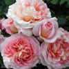 Роза английская Абрахам Дерби фото 1 