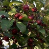 Яблоня домашняя Малиновка фото 4 