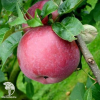 Сверхвыгодный комплект! Яблоня Юбиляр + опылитель яблоня Лобо фото 3 
