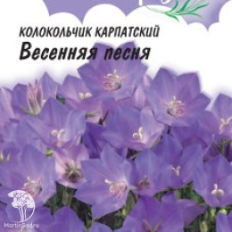 Колокольчик Весенняя песня, карпатский, серия Лавандовые грезы