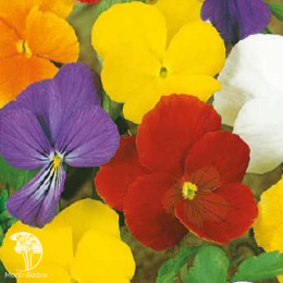 Фиалка Шотландия (рогатая, смесь цветов)