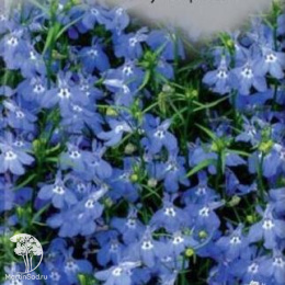Лобелия плетистая Голубой фонтан