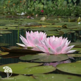 Нимфея (кувшинка) Мадам Вилфрон Гоннер