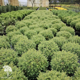 Туя западная Форевер Янг