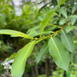 Ива тонкостолбиковая Куроме на штамбе