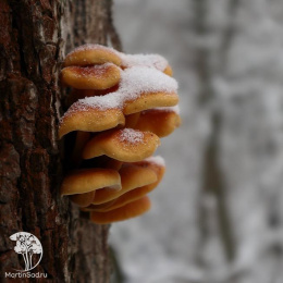 Опенок зимний на древесной палочке