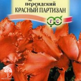 Цикламен Красный партизан персидский