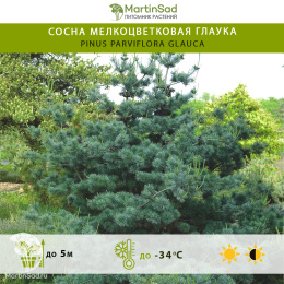 Сосна мелкоцветковая Глаука