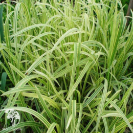 Манник большой Вариегата