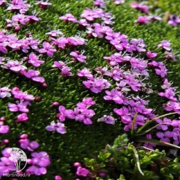 Silene acaulis Смолевка бесстебельная