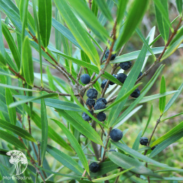 Филлирея узколистная