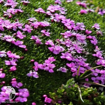 Фото Silene acaulis Смолевка бесстебельная