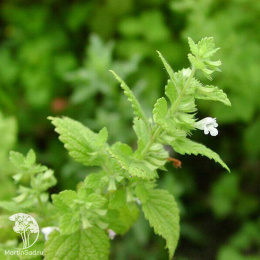 Мелисса лекарственная Лимонный бальзам ---  ® Прян.