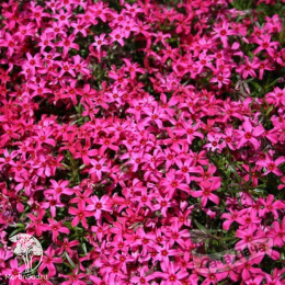 Флокс шиловидный Скарлет Флейм