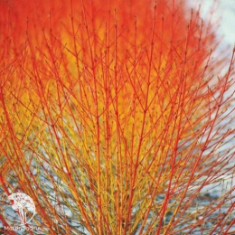 Дёрен кроваво-красный Эннис Винтер Бьюти