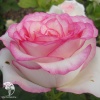 Роза чайно-гибридная Дольче Вита на штамбе фото 3 