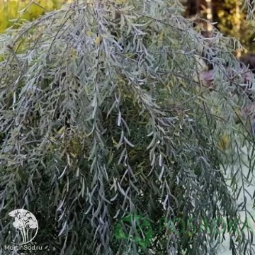 Фото Ива пурпурная Хоуки