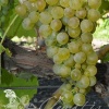 Виноград Солярис фото 1 