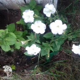 Флокс друммонда крупноцветковый Пина колада