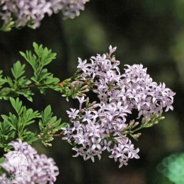 Сирень авганика на штамбе