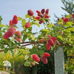 Ежемалина Тайберри