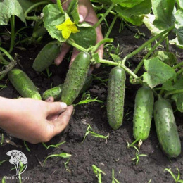 Огурец Крокодил Гена F1