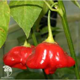 Перец острый Визирь