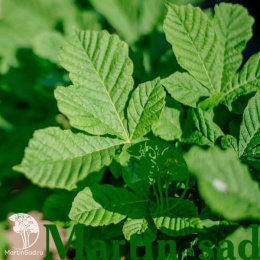  Каштан конский обыкновенный Мунстроза