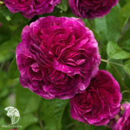 Роза Чарльз Де Миллз