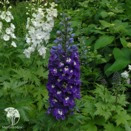 Дельфиниум Черный рыцарь (многолетний, темно-синий)