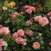 Роза флорибунда Мари Кюри фото 4 