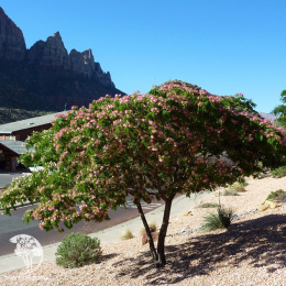 Альбиция ленкоранская (Акация шёлковая)