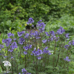 Синюха иезонская Пурпл Рэйн Стэйн
