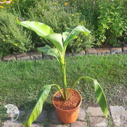 Банан басио Сахалин