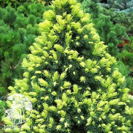 Ель канадская Рэйнбоуз Энд в контейнере