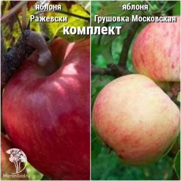 Фото Сверхвыгодный комплект! Яблоня Ражевски + опылитель яблоня Грушовка Московская