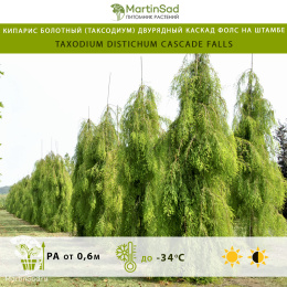Кипарис болотный (Таксодиум) двурядный Каскад Фолс на штамбе