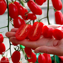 Томат Черри Ваше Благородие F1 ( 2-ной пак.)