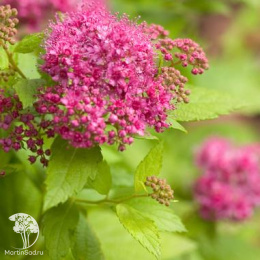 Спирея густоцветковая японская Дабл Плэй Голд Ян