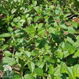 Мята Карамелька автор.