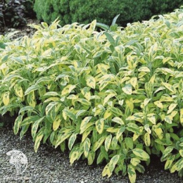 Шалфей лекарственный Иктерина