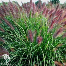 Пеннисетум лисохвостный Хербстцаубер