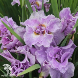 Ирис сибирский Хэвинг Фан